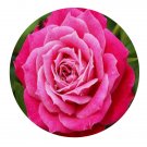 DwarfGiantFarm 500Pcs A Set kayla Rosa chinensis Flower Seed  Prodgf
