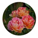 DwarfGiantFarm 500Pcs A Set La Parisienne Rosa chinensis Flower Seed   Prodgf