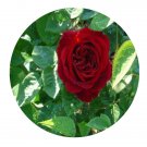 DwarfGiantFarm 500Pcs A Set L.D. BRAITHWAITE Rosa chinensis Flower Seed  Prodgf