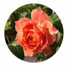 DwarfGiantFarm 500Pcs A Set Lachance Rosa chinensis Flower Seed  Prodgf