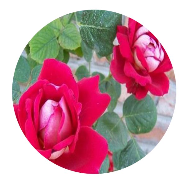 DwarfGiantFarm 500Pcs A Set Red Grape wine Rosa chinensis Flower Seed Prodgf