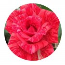 DwarfGiantFarm 500Pcs A Set Red Intuition Rosa chinensis Flower Seed Prodgf