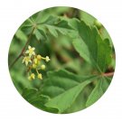 DwarfGiantFarm 200Pcs A Set Ampelopsis delavayana Seed Prodgf