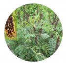 DwarfGiantFarm 200Pcs A Set Amorpha fruticosa Seed Prodgf