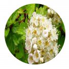 DwarfGiantFarm 200Pcs A Set Crataegus chungtienensis Seed  Prodgf