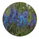 DwarfGiantFarm 200Pcs A Set Corydalis shensiana Liden Seed  Prodgf