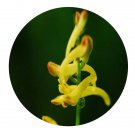 DwarfGiantFarm 200Pcs A Set Corydalis speciosa Maxim Seed  Prodgf
