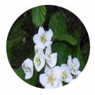 DwarfGiantFarm 200Pcs A Set Crataegus maximowiczii  Seed  Prodgf