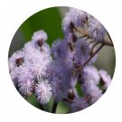 DwarfGiantFarm 200Pcs A Set Crofton Weed Seed  Prodgf