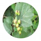 DwarfGiantFarm 200Pcs A Set Crataegus kansuensis Wils Seed  Prodgf