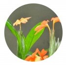 DwarfGiantFarm 200Pcs A Set Crossandra nilotica Seed  Prodgf