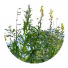 DwarfGiantFarm 200Pcs A Set Crotalaria assamica Seed   Prodgf