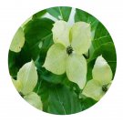 DwarfGiantFarm 200Pcs A Set Cronusjaponicavar.chinensis Seed  Prodgf