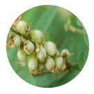 DwarfGiantFarm 200Pcs A Set Crotalaria uncinella Lamk Seed  Prodgf