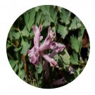 DwarfGiantFarm 200Pcs A Set Corydalis taliensis Franch Seed  Prodgf