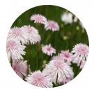 DwarfGiantFarm 200Pcs A Set Crepis rubra L. Seed   Prodgf