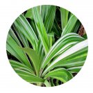DwarfGiantFarm 200Pcs A Set Crinum asiaticum Variegatum Seed Prodgf