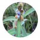 DwarfGiantFarm 200Pcs A Set Crotalaria sessiliflora Seed  Prodgf