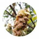 DwarfGiantFarm 200Pcs A Set Corylopsis multiflora Seed   Prodgf
