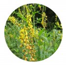 DwarfGiantFarm 200Pcs A Set Crotalaria zanzibarica Benth Seed Prodgf