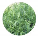 DwarfGiantFarm 200Pcs A Set Cryptomeria fortunei Hooibrenk Seed Prodgf