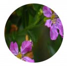 DwarfGiantFarm 200Pcs A Set Cuphea hyssopifolia Seed  Prodgf