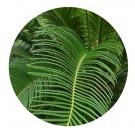 DwarfGiantFarm 50Pcs A Set Cycas panzhihuaensis Seed   Prodgf