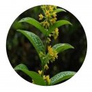 DwarfGiantFarm 200Pcs A Set Cynanchum forrestii Seed Prodgf