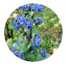 DwarfGiantFarm 200Pcs A Set Cynoglossum amabile Seed Prodgf
