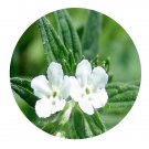 DwarfGiantFarm 200Pcs A Set Cynoglossum Seed Prodgf