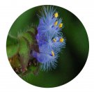 DwarfGiantFarm 200Pcs A Set Cyanotis vaga Seed Prodgf
