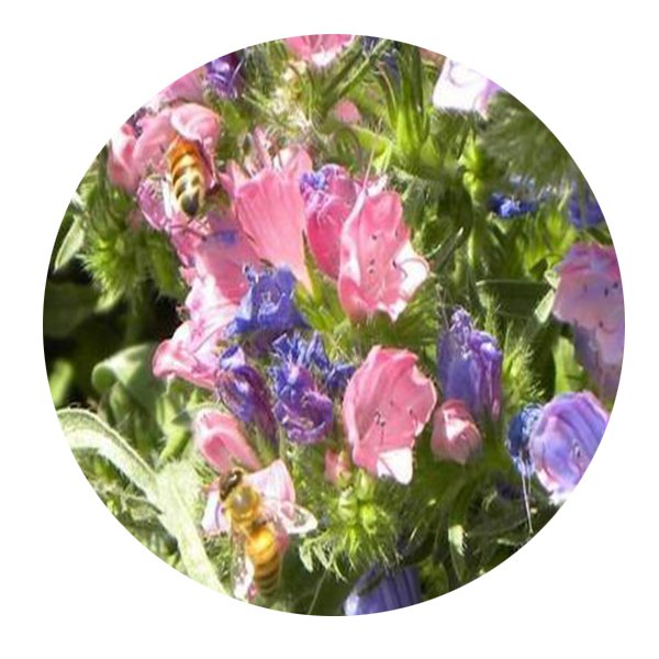 500Pcs A Set Echium vulgare Seed Prodgf