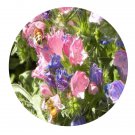 500Pcs A Set Echium vulgare Seed Prodgf