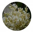 DwarfGiantFarm 200Pcs A Set Ehretia confinis Johnst Seed  Prodgf