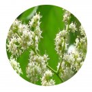 DwarfGiantFarm 200Pcs A Set Ehretia thyrsiflora Seed  Prodgf