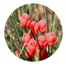 DwarfGiantFarm 200Pcs A Set Ephedra equisetina Bunge Seed Prodgf