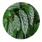 DwarfGiantFarm 200Pcs A Set Elatostema stewardii Seed  Prodgf