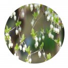 DwarfGiantFarm 200Pcs A Set Enkianthus serrulatus Seed  Prodgf