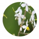 DwarfGiantFarm 200Pcs A Set Epimedium davidii Franch Seed  Prodgf