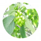 DwarfGiantFarm 200Pcs A Set Ehretia dicksonii Hance Seed   Prodgf