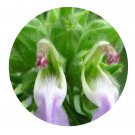 DwarfGiantFarm 200Pcs A Set Epimeredi indica Seed   Prodgf
