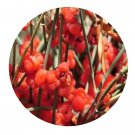 DwarfGiantFarm 200Pcs A Set Ephedra intermedin Schrenk Seed  Prodgf
