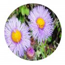 DwarfGiantFarm 200Pcs A Set Erigeron multiradiatus Seed   Prodgf