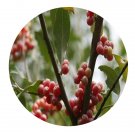 DwarfGiantFarm 200Pcs A Set Elaeagnus magna Rehd. Seed   Prodgf