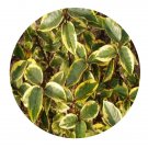 DwarfGiantFarm 200Pcs A Set Elaeagnus pungens varlegata Seed Prodgf