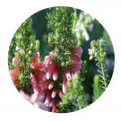 DwarfGiantFarm 200Pcs A Set Erica Seed Prodgf