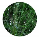 DwarfGiantFarm 200Pcs A Set Eriocaulon buergerianum Seed  Prodgf