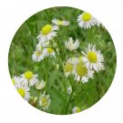 DwarfGiantFarm 200Pcs A Set Erigeron annuus Seed   Prodgf