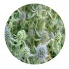 DwarfGiantFarm 200Pcs A Set Eryngium planum Seed  Prodgf