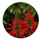DwarfGiantFarm 200Pcs A Set Erythrina caffra Thunb Seed  Prodgf